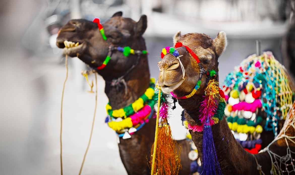 pushkar